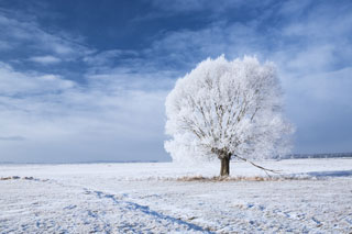 wintertree_snow