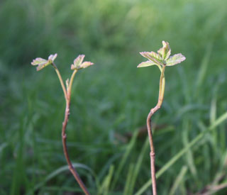 woodseedlings